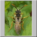 Nomada goodeniana - Wespenbiene 02.jpg